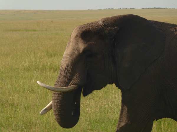 Masai Mara Tembo Kidogo kleiner Elefant
