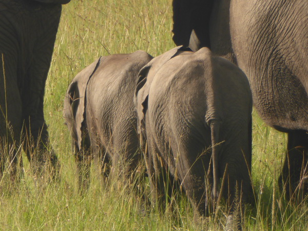 Masai Mara Tembo Kidogo kleiner Elefant