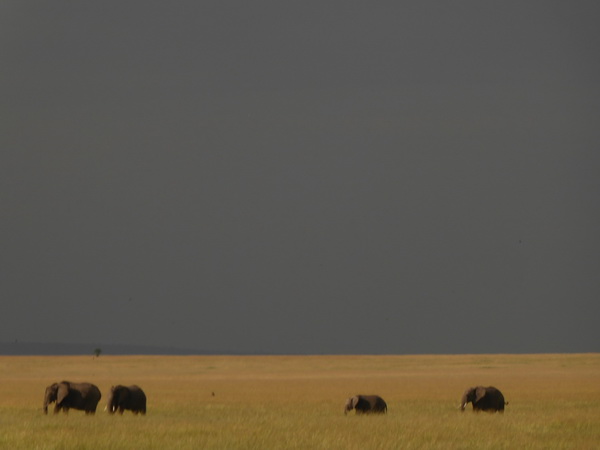Masai Mara Tembo Kidogo kleiner Elefant