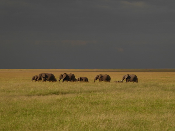 Masai Mara Tembo Kidogo kleiner Elefant