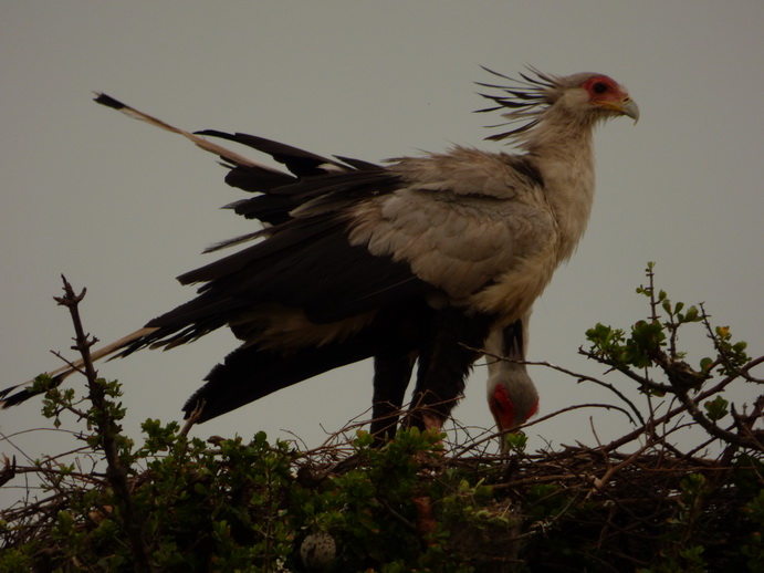 Masai Mara Sekretär Vogel