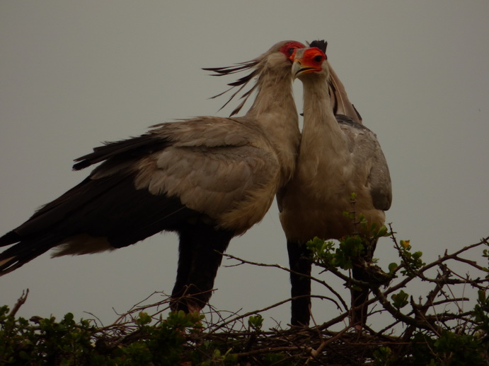 Masai Mara Sekretär Vogel