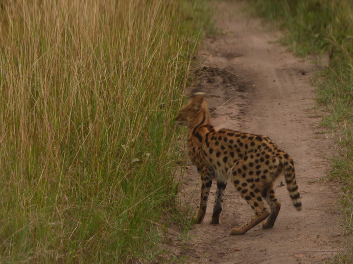Masai Mara Serval Serval Masai Mara Serval cat