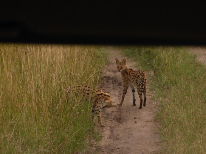 Masai Mara Serval Serval Masai Mara Serval cat