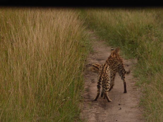 Masai Mara Serval Serval Masai Mara Serval cat