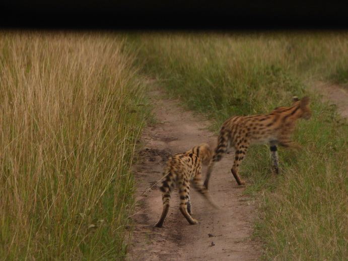 Masai Mara Serval Serval Masai Mara Serval cat