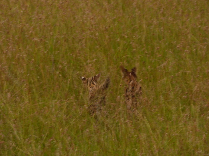 Masai Mara Serval Serval Masai Mara Serval cat