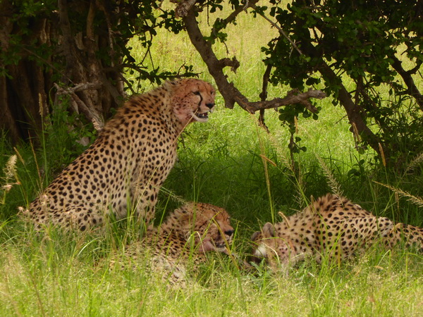 Masai Mara cheetah Gepard Masai Mara cheetah Gepard