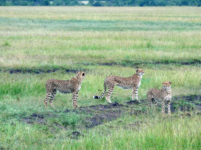 Masai Mara cheetah Gepard Masai Mara cheetah Gepard