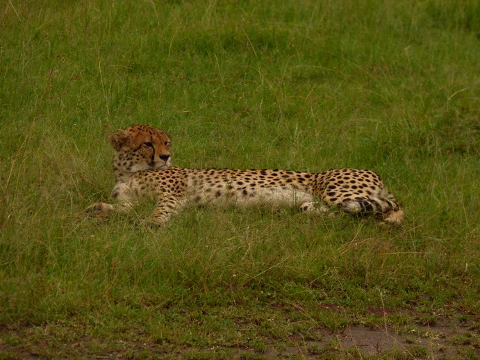 Masai Mara cheetah Gepard Masai Mara cheetah Gepard