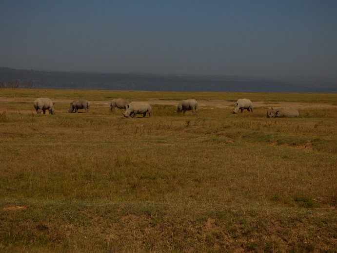 Lake Nakuru Rhino