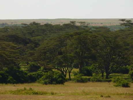 Solio RancH solio Ranch Rhino