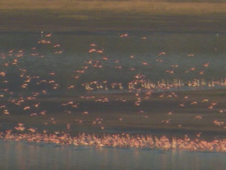 Sunbird Lodge   Lake Elementaita   Kenia   Flamingos