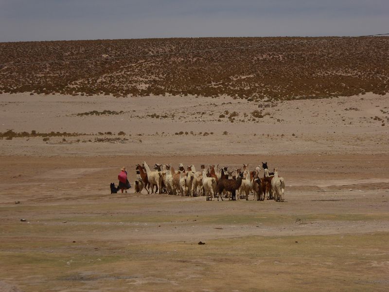 Hostal De Sal Los Cipel Einfache Herberge bei Ollague