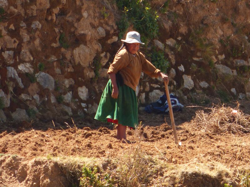Bolivien Copacabana Lago Titicaca Titicacasee Isla del Sol Isla de Luna Campesinos Kartoffelanbau auf 3800 m