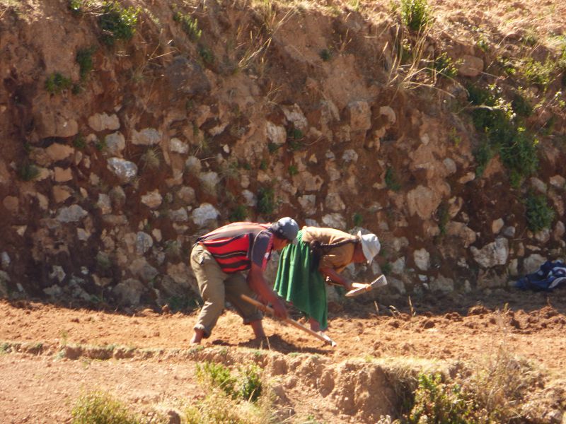 Bolivien Copacabana Lago Titicaca Titicacasee Isla del Sol Isla de Luna Campesinos Kartoffelanbau auf 3800 m