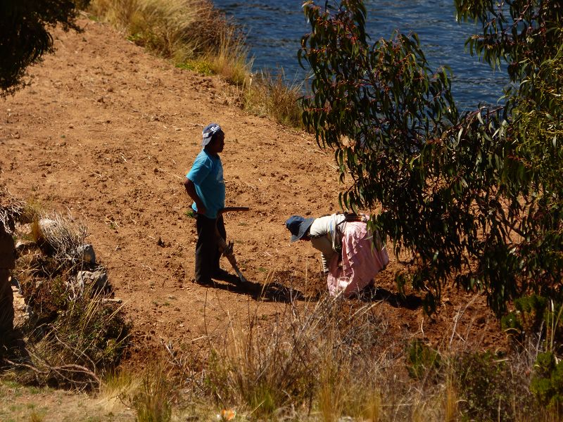 Bolivien Copacabana Lago Titicaca Titicacasee Isla del Sol Isla de Luna Campesinos Kartoffelanbau auf 3800 m