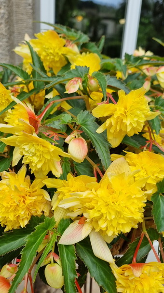 Bad Kissingen Kurstadt Tagungsort Veranstaltungsort Bad Kissingen Aufnahme in die UNESCO-Welterbeliste: 2021