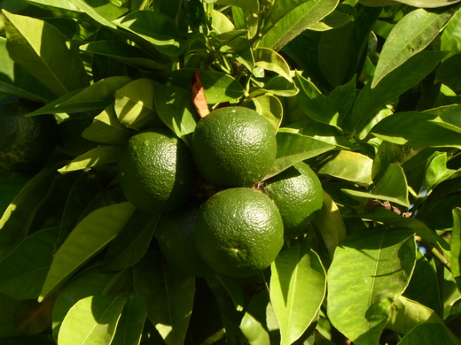 Palma de Mallorca Mallorca Avenida de Gabriel Roca Palma de Mallorca Mallorca Avenida de Gabriel Roca