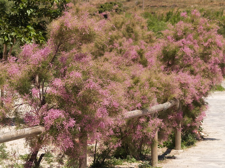 Port Lligat Seglerbucht Portlligat lilabusch