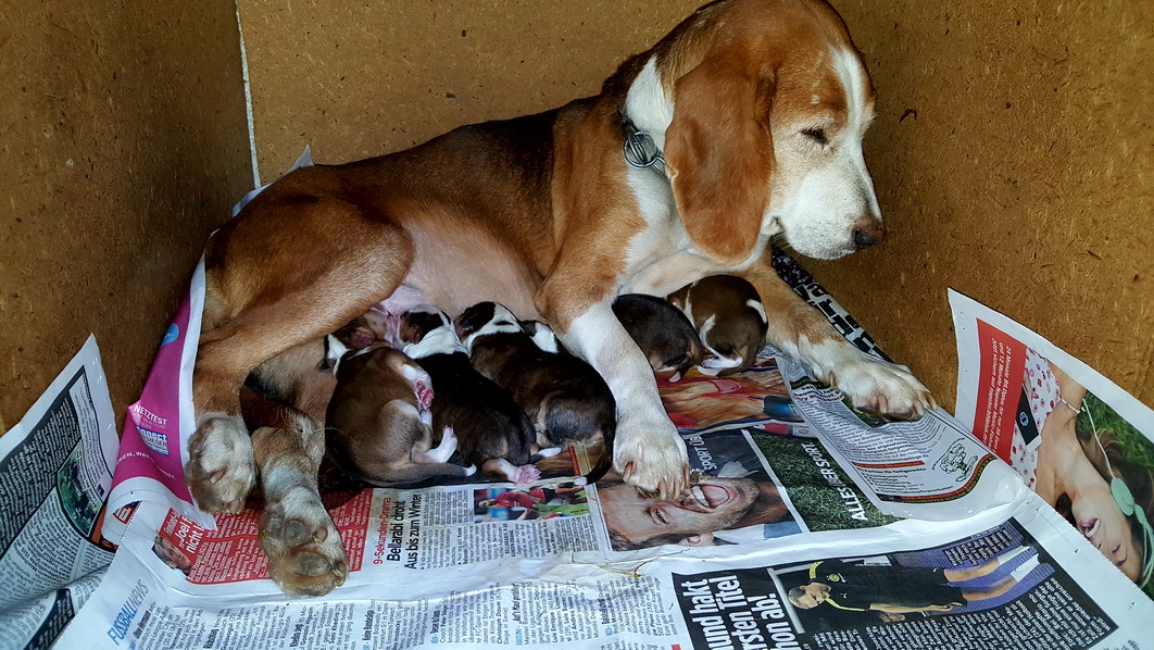 Olper Bracken  Brackenwelpen Geburtsdatum 13.10.16 3 Rüden und 3 Hündinnen 