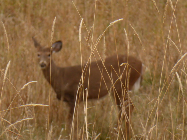 Montreal Laurentides Mont Tremblant Montreal Laurentides Mont Tremblant