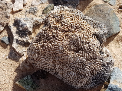   Aruba Bushiribana-GoldmineAruba Bushiribana-Goldmine