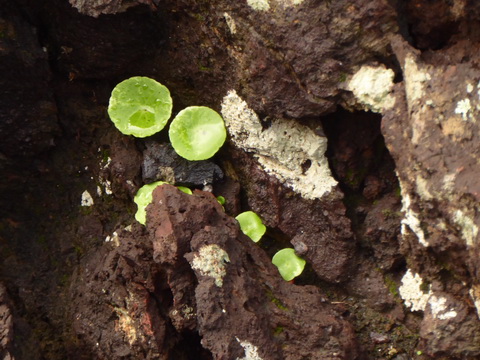 Lanzarote Feuerberge Nationalpark Montana Colorada Montañas del Fuego (Feuerberge) Lanzarote Timanfaya-Nationalpark Parque Nacional de Timanfaya
