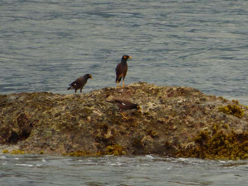 Hilton Northolme Seychelles Beo Starart