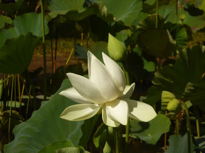   Mauritius Botanischer Garten Lotusblte Seewoosagur Ramgoolam Botanical Garden PampelmouMauritius Botanischer Garten Lotusblte Seewoosagur Ramgoolam Botanical Garden Pampelmou
